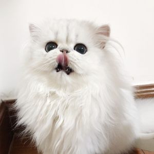 残忍的㓜交在线观看
