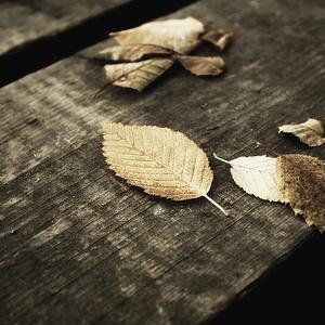 日本男添女逼性爱毛片
